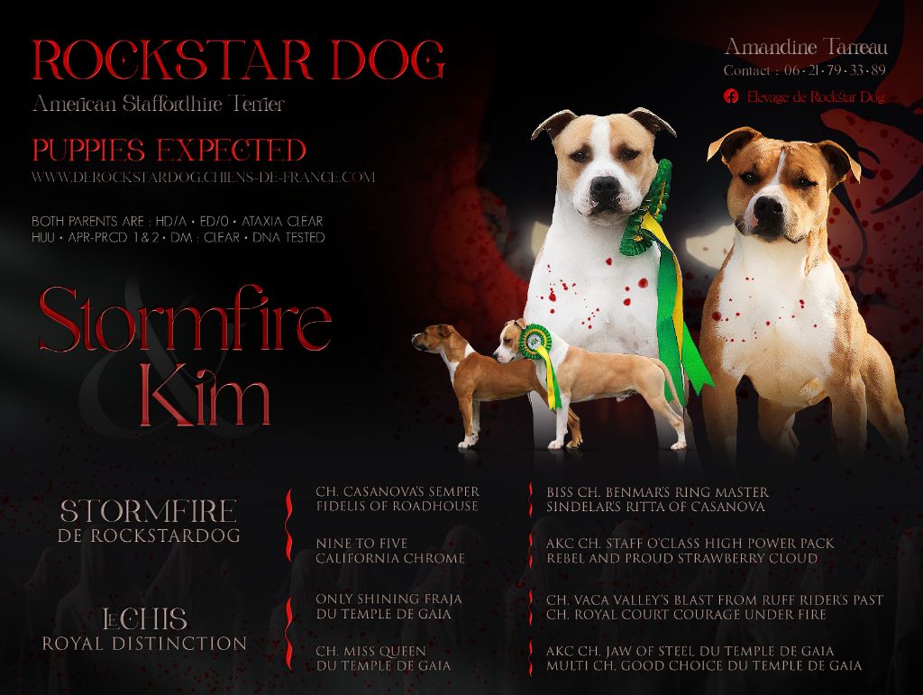 De Rockstar Dog - American Staffordshire Terrier - Portée née le 29/10/2023