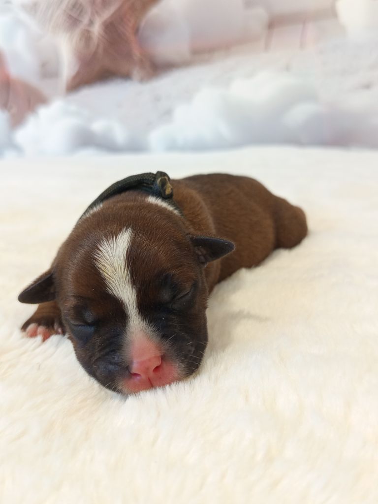 De Rockstar Dog - Chiots disponibles - Staffordshire Bull Terrier