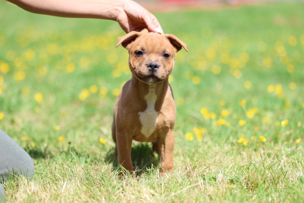 De Rockstar Dog - Chiots disponibles - Staffordshire Bull Terrier