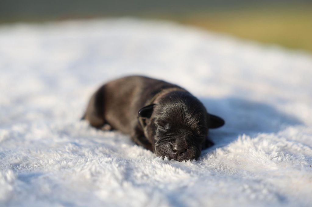 De Rockstar Dog - Chiots disponibles - Staffordshire Bull Terrier