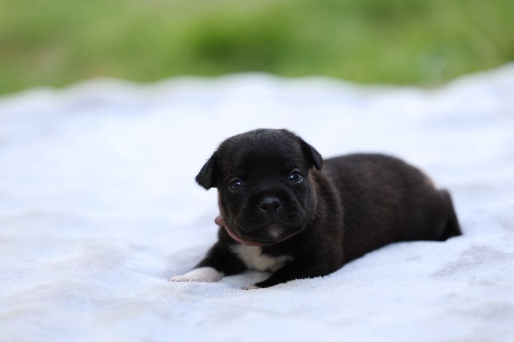 De Rockstar Dog - Chiots disponibles - Staffordshire Bull Terrier