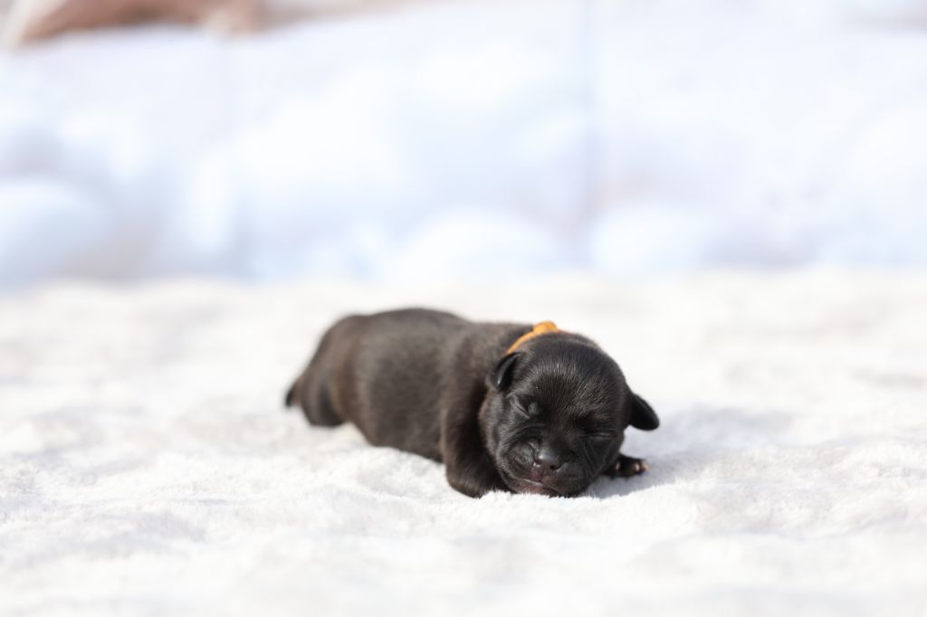 De Rockstar Dog - Chiots disponibles - Staffordshire Bull Terrier