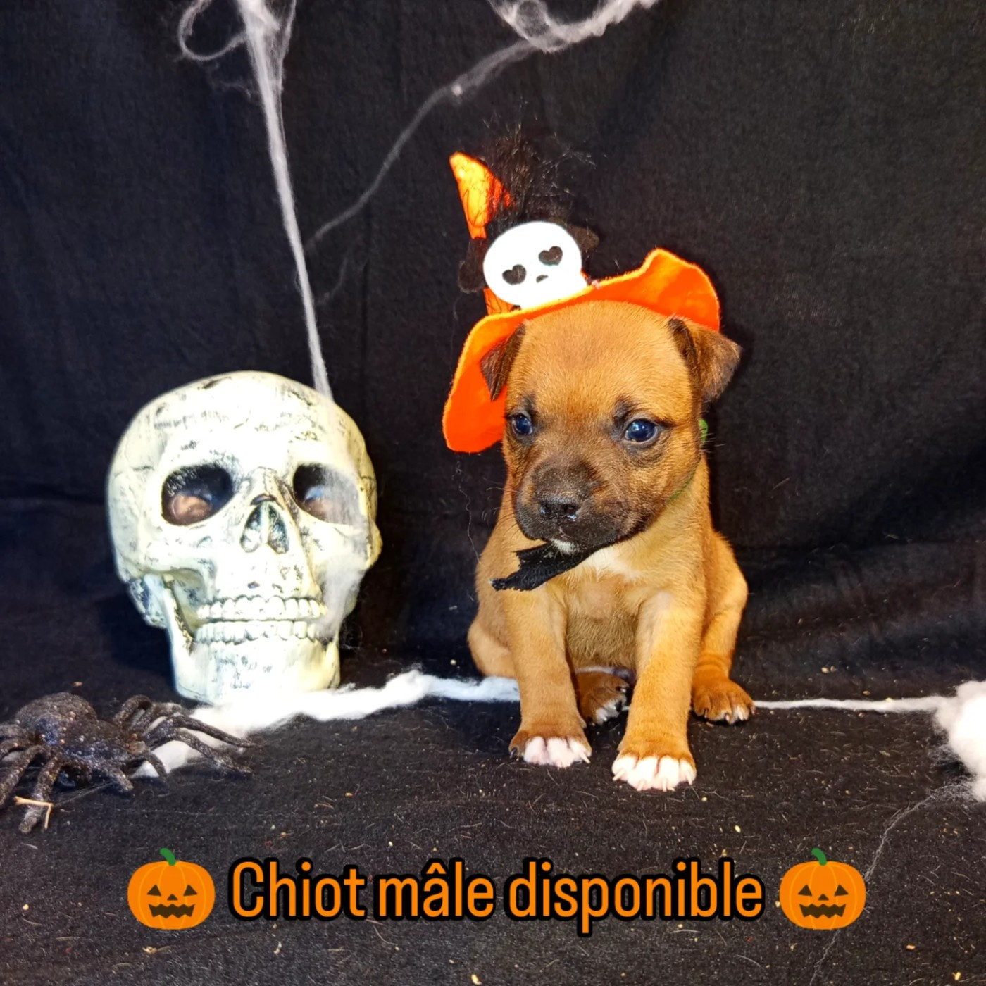 De Rockstar Dog - Chiots disponibles - Staffordshire Bull Terrier
