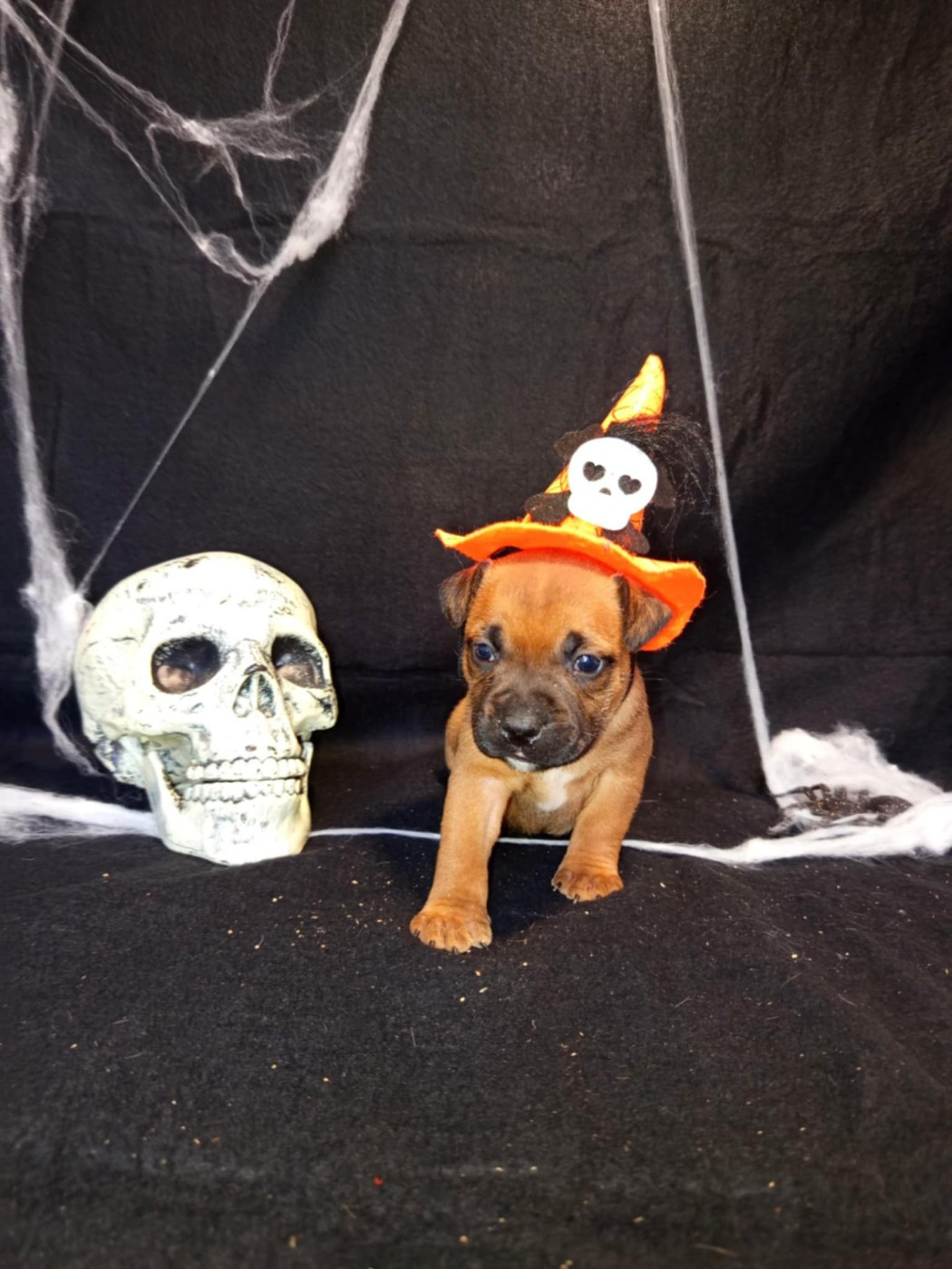 De Rockstar Dog - Chiots disponibles - Staffordshire Bull Terrier