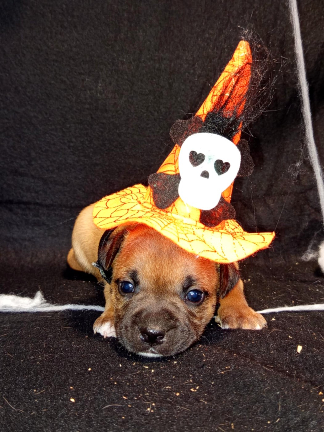 De Rockstar Dog - Chiots disponibles - Staffordshire Bull Terrier