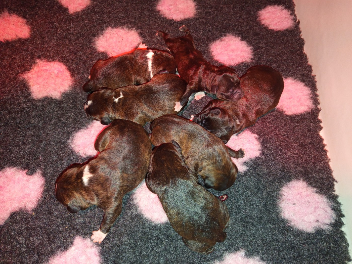 Chiot Staffordshire Bull Terrier De Rockstar Dog