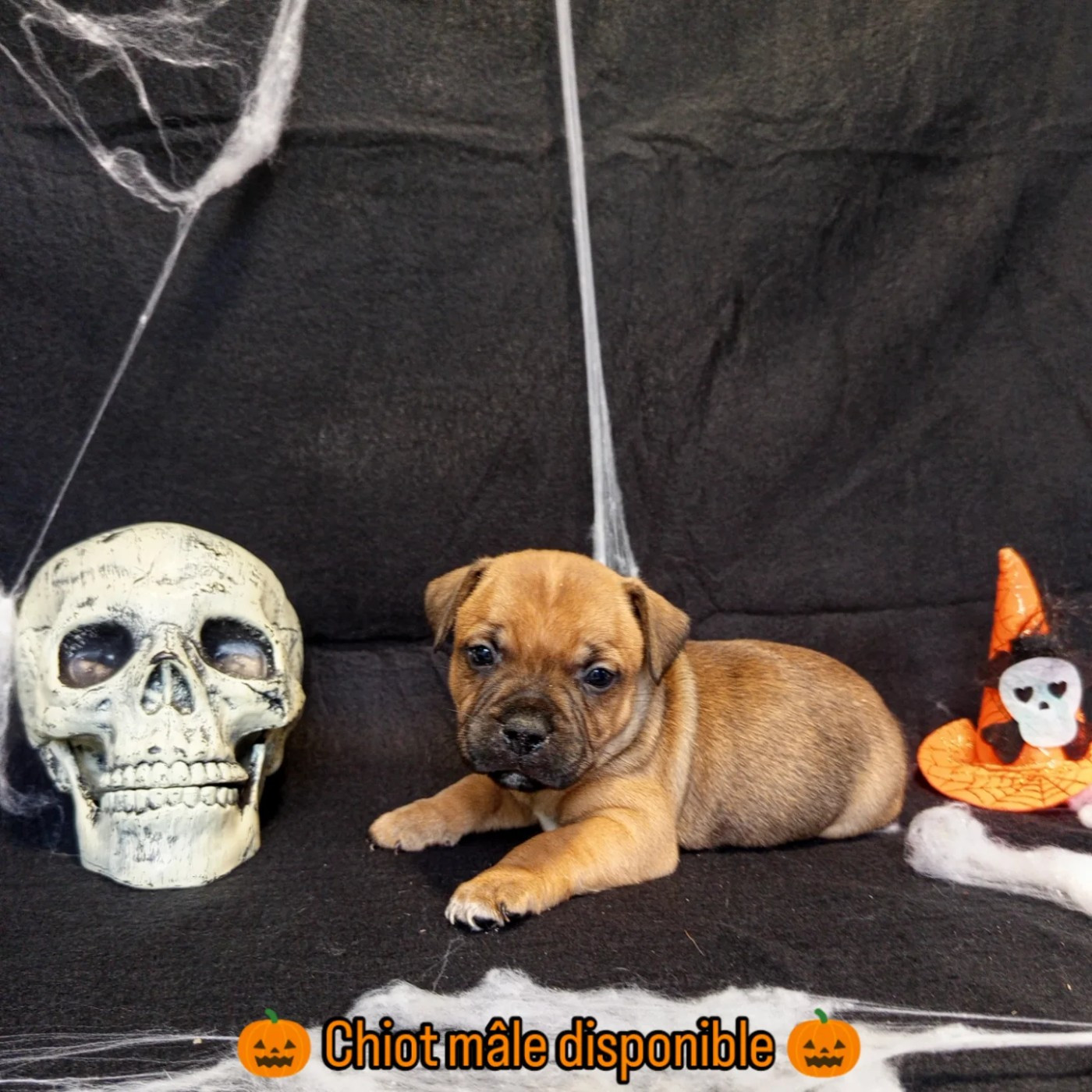 De Rockstar Dog - Chiots disponibles - Staffordshire Bull Terrier