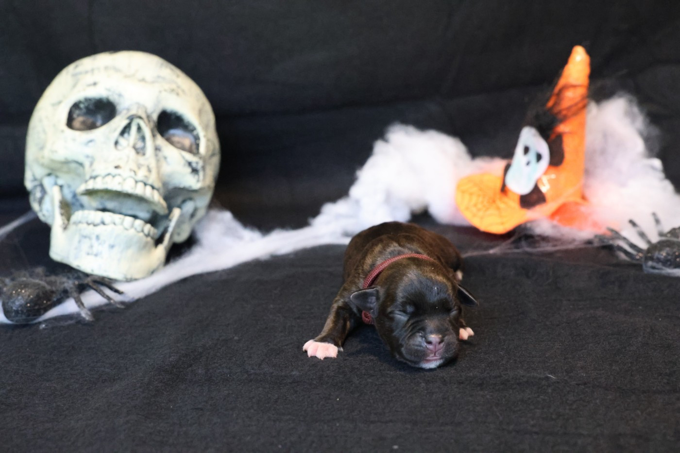 De Rockstar Dog - Chiots disponibles - Staffordshire Bull Terrier