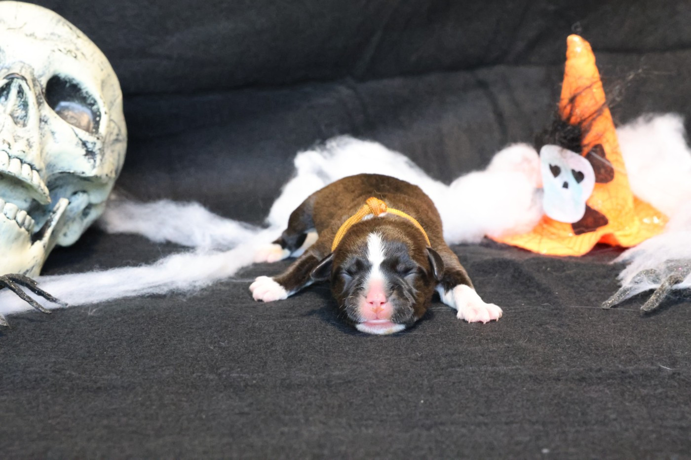 De Rockstar Dog - Chiots disponibles - Staffordshire Bull Terrier