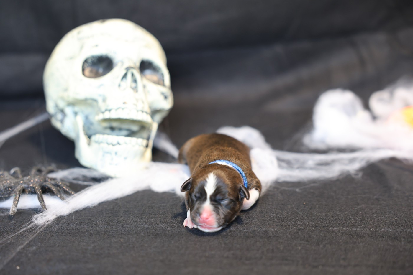 De Rockstar Dog - Chiots disponibles - Staffordshire Bull Terrier