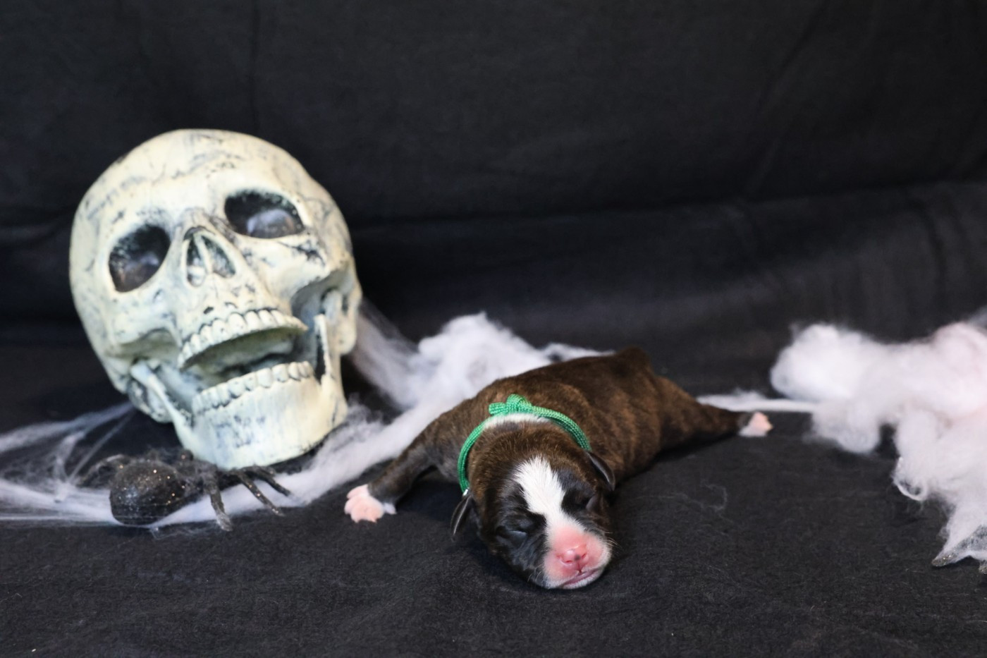 De Rockstar Dog - Chiots disponibles - Staffordshire Bull Terrier