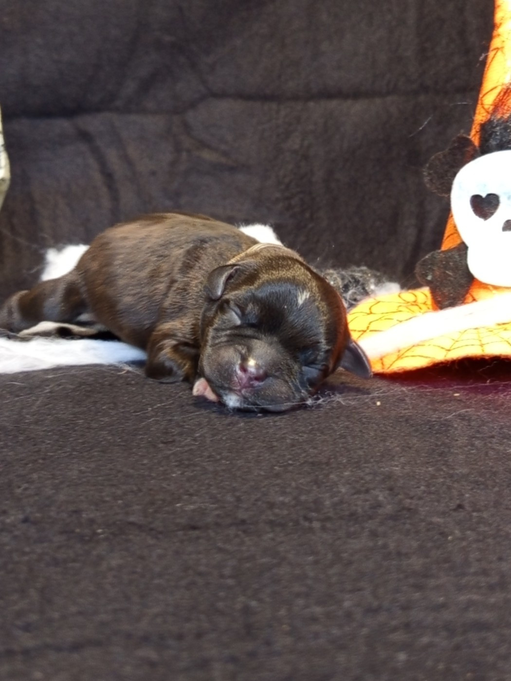 De Rockstar Dog - Chiots disponibles - Staffordshire Bull Terrier
