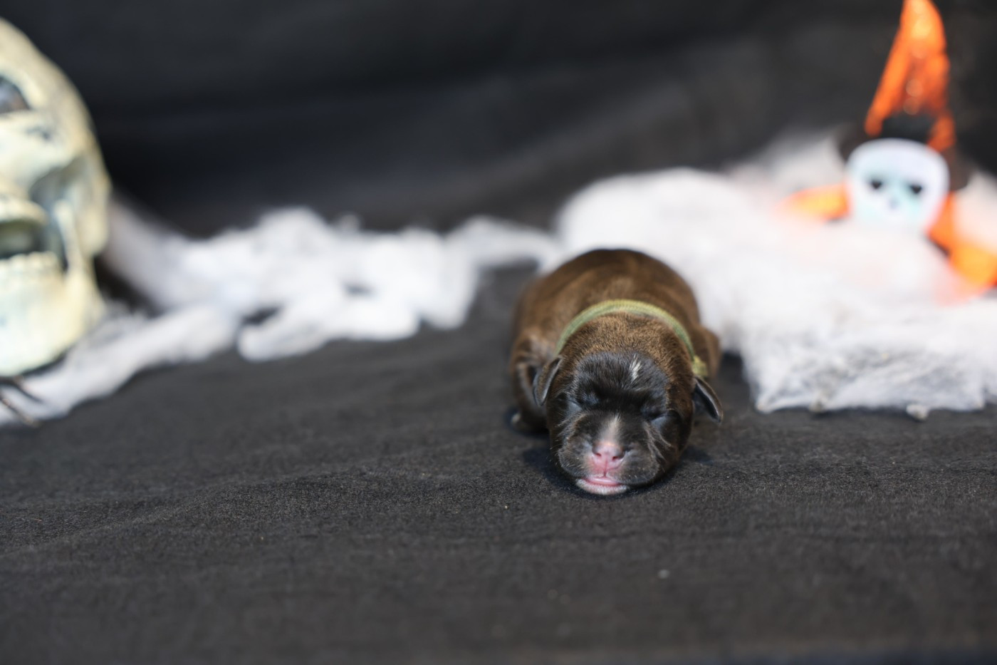 De Rockstar Dog - Chiots disponibles - Staffordshire Bull Terrier