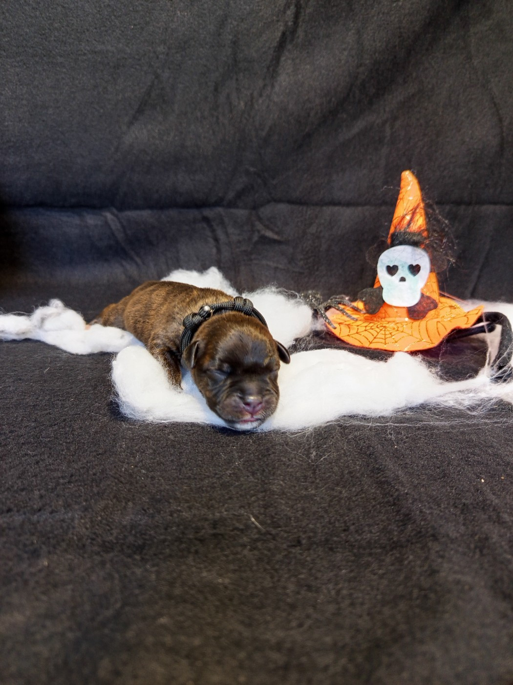 De Rockstar Dog - Chiots disponibles - Staffordshire Bull Terrier