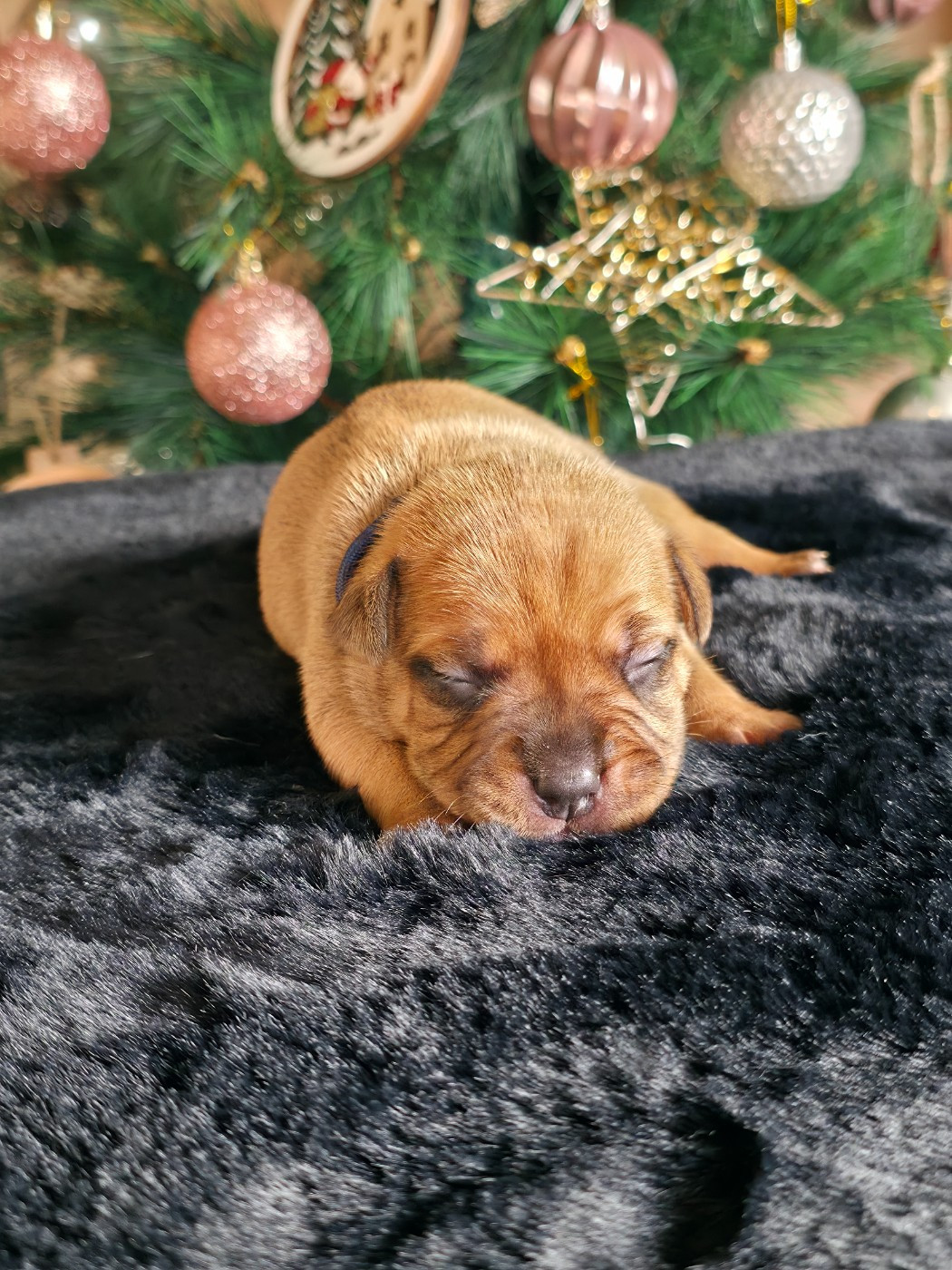 De Rockstar Dog - Chiots disponibles - Staffordshire Bull Terrier