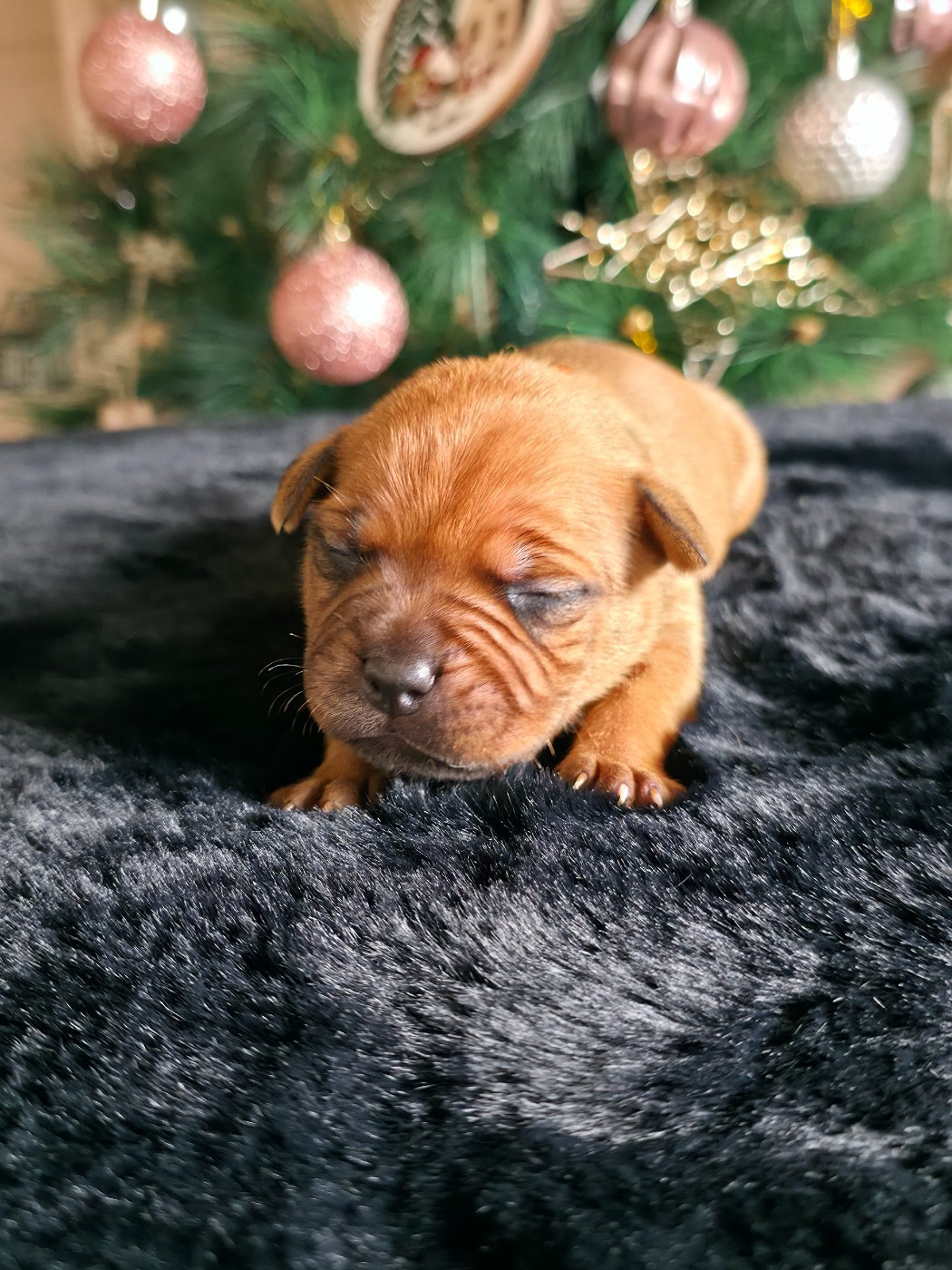 De Rockstar Dog - Chiots disponibles - Staffordshire Bull Terrier