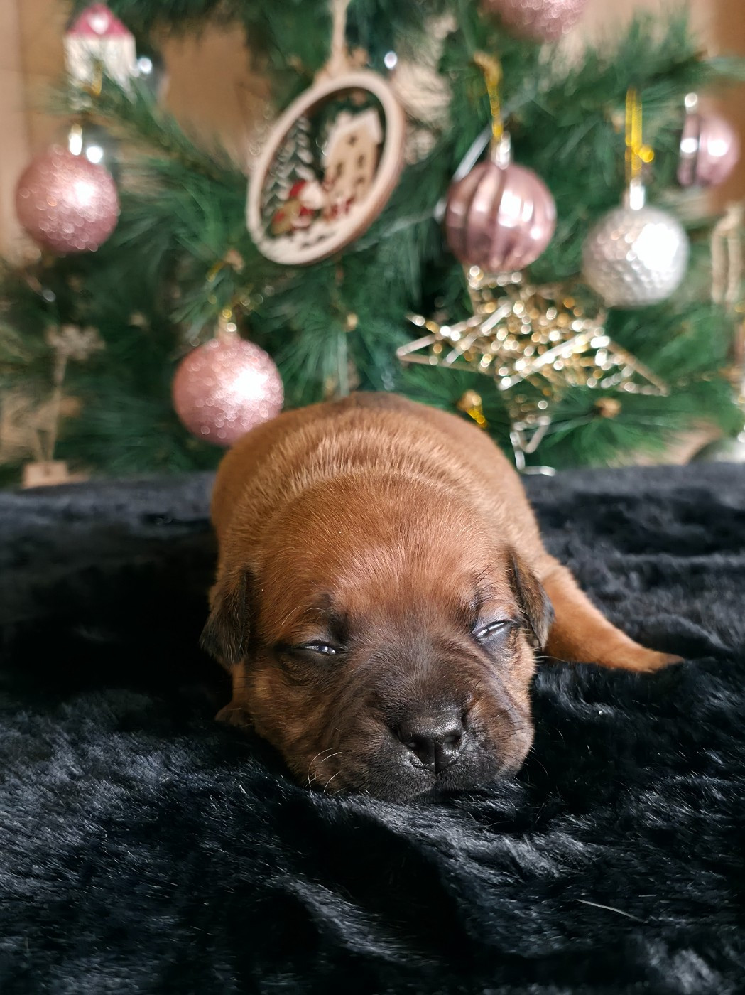 De Rockstar Dog - Chiots disponibles - Staffordshire Bull Terrier