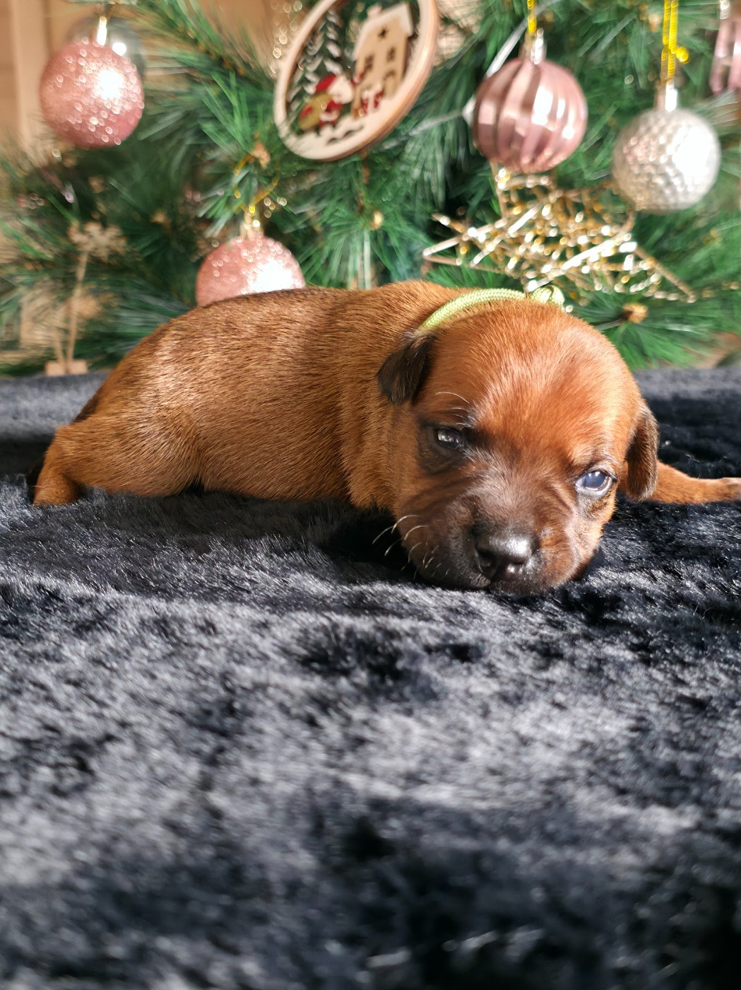 De Rockstar Dog - Chiots disponibles - Staffordshire Bull Terrier