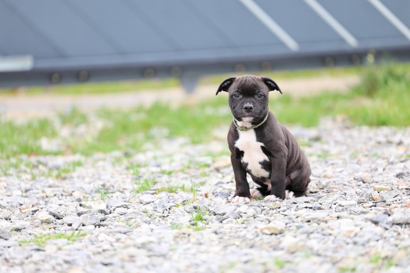 De Rockstar Dog - Chiots disponibles - Staffordshire Bull Terrier