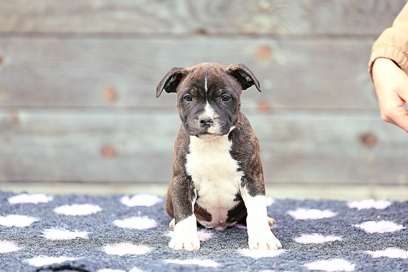 De Rockstar Dog - Chiots disponibles - Staffordshire Bull Terrier