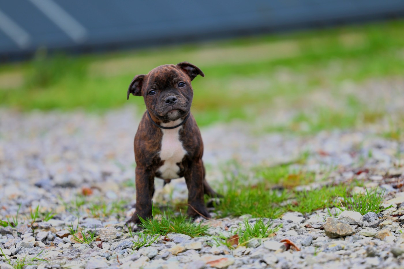 De Rockstar Dog - Chiots disponibles - Staffordshire Bull Terrier