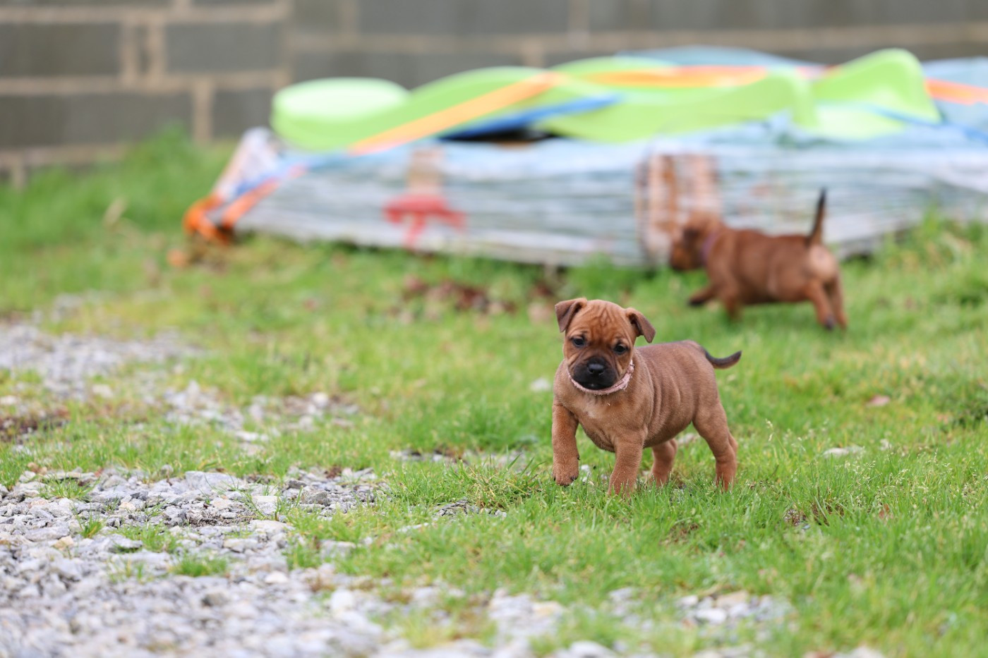 De Rockstar Dog - Staffordshire Bull Terrier - Portée née le 01/12/2025