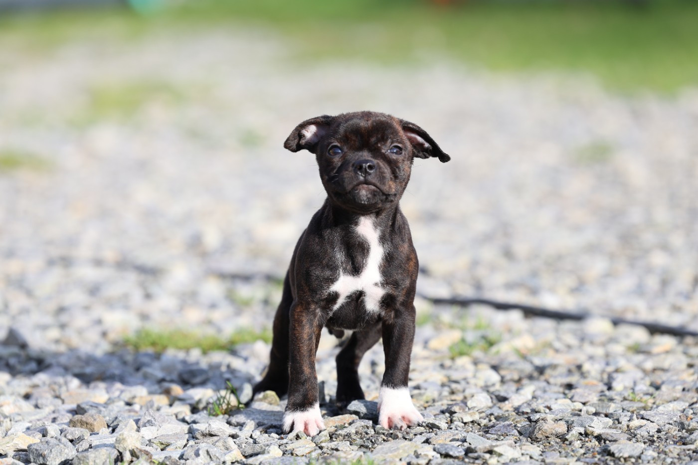 De Rockstar Dog - Chiots disponibles - Staffordshire Bull Terrier