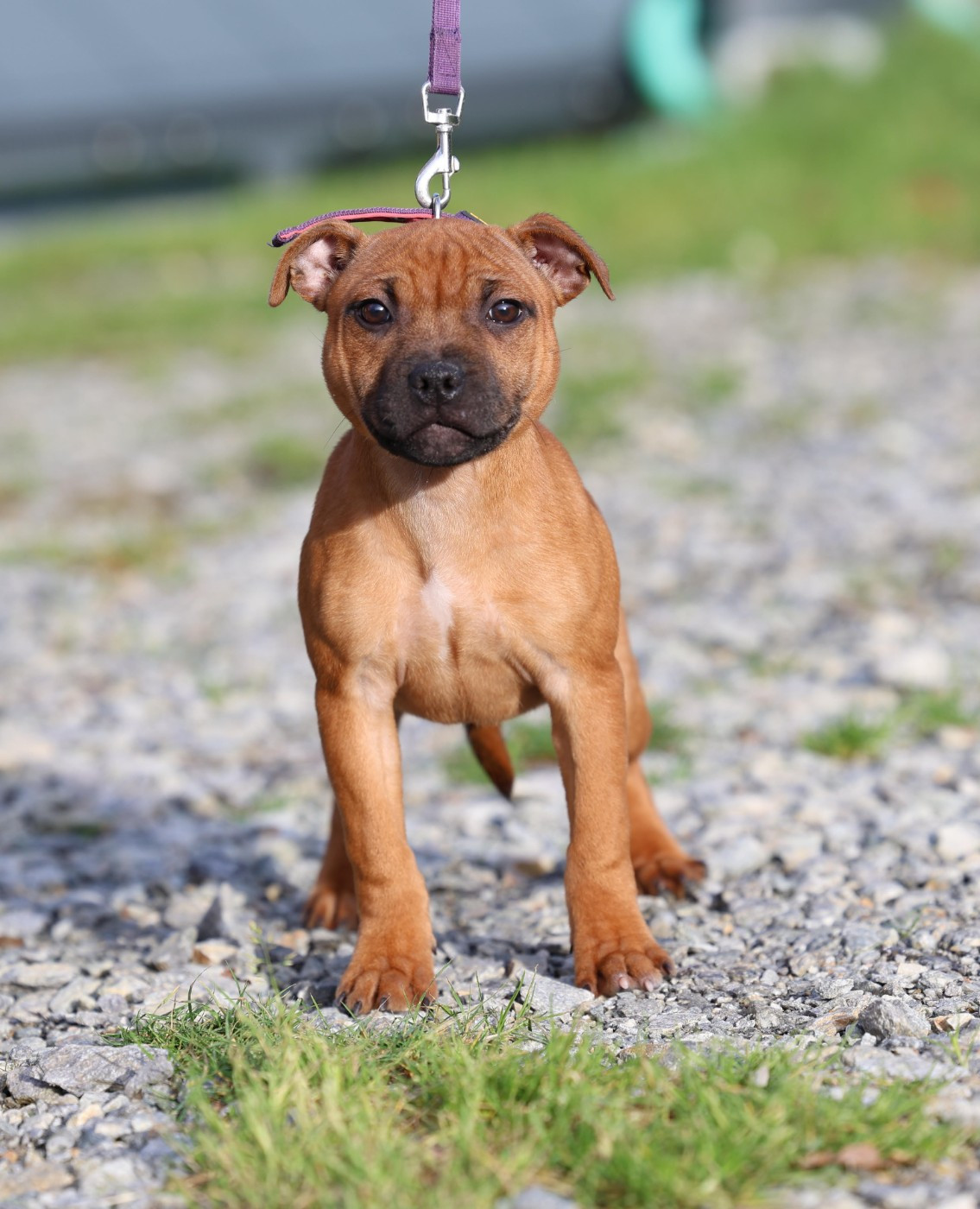 De Rockstar Dog - Chiots disponibles - Staffordshire Bull Terrier