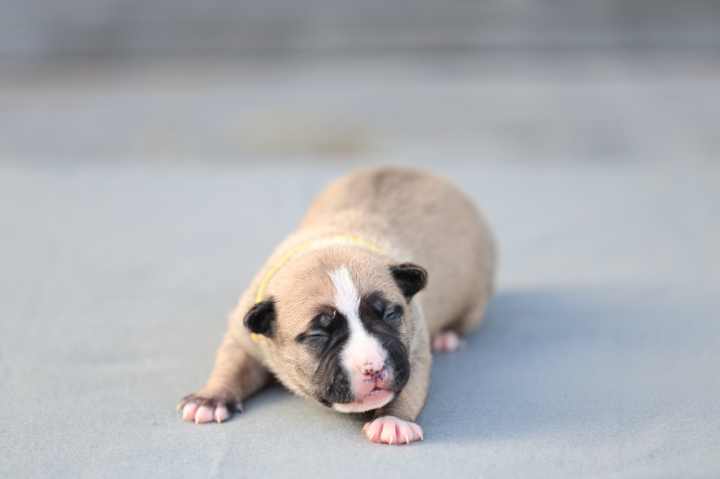 De Rockstar Dog - Chiots disponibles - American Staffordshire Terrier