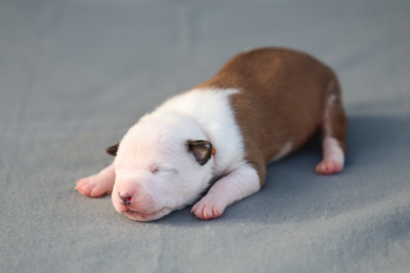 De Rockstar Dog - Chiots disponibles - American Staffordshire Terrier