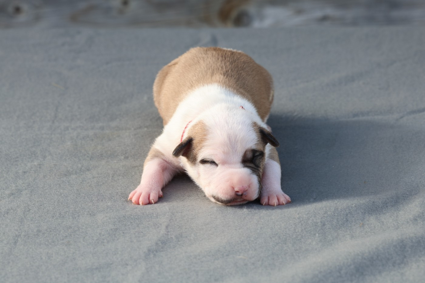 De Rockstar Dog - Chiots disponibles - American Staffordshire Terrier