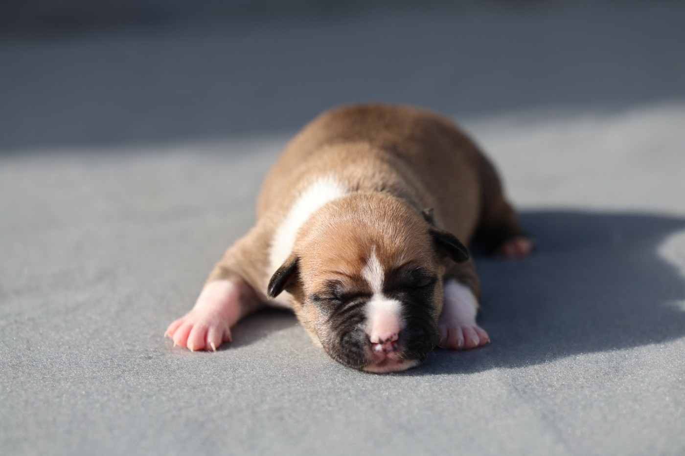 De Rockstar Dog - Chiots disponibles - American Staffordshire Terrier