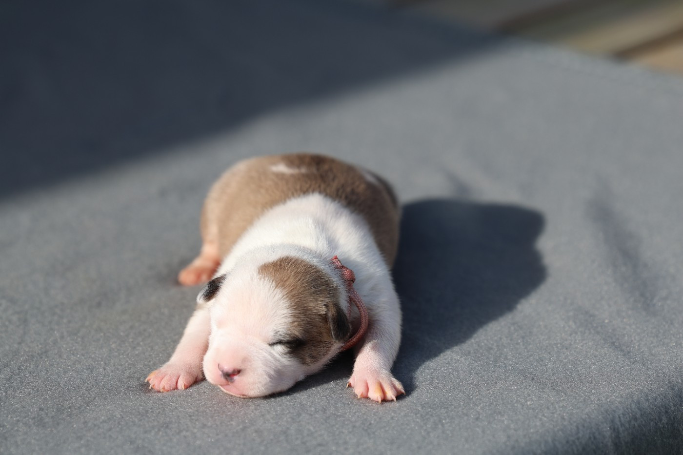 De Rockstar Dog - Chiots disponibles - American Staffordshire Terrier