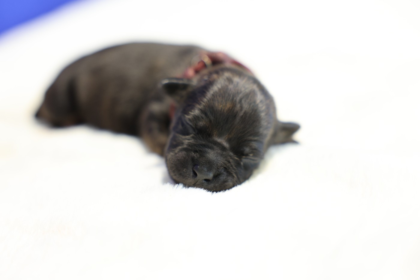 De Rockstar Dog - Chiots disponibles - Staffordshire Bull Terrier