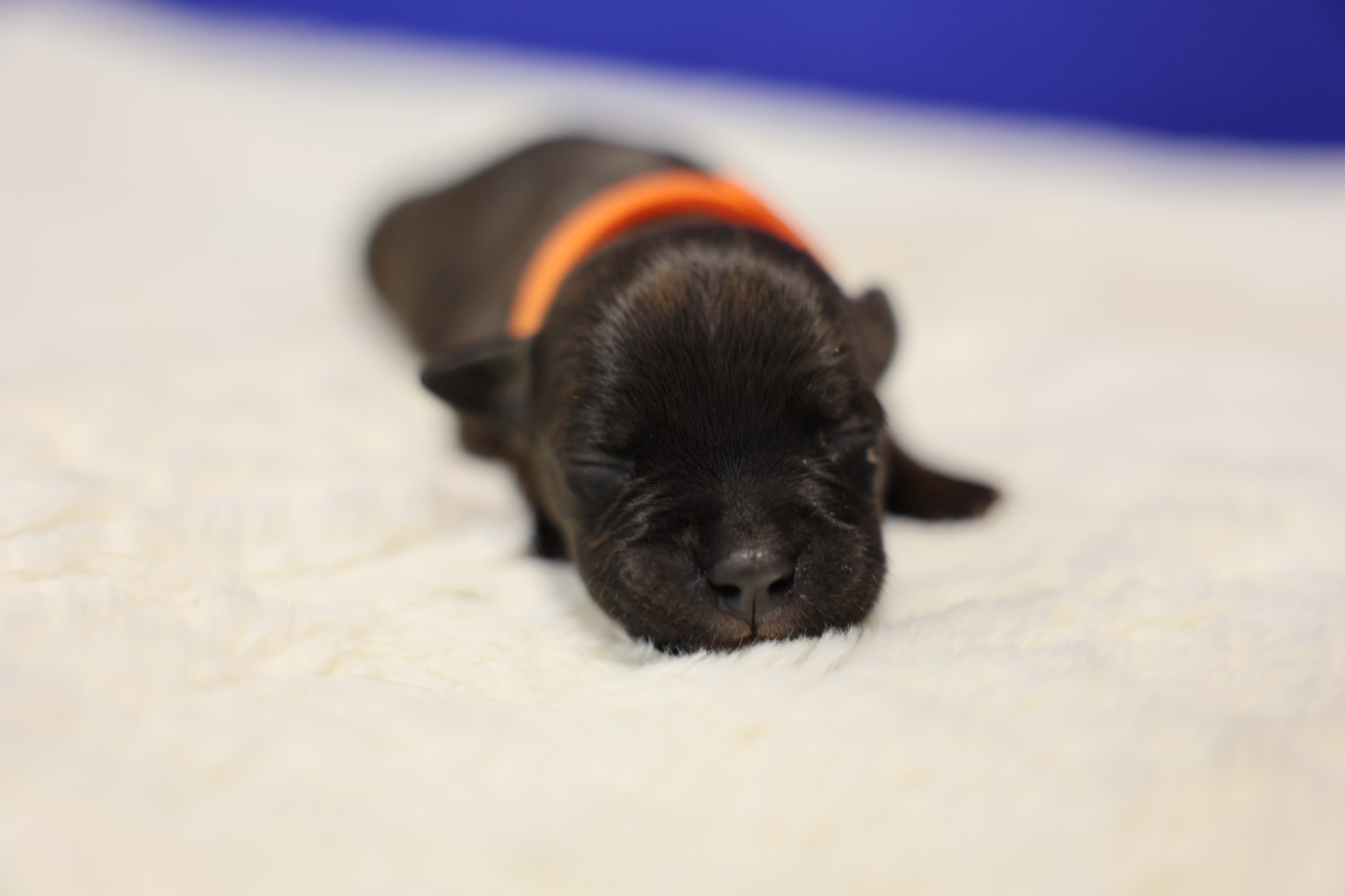 De Rockstar Dog - Chiots disponibles - Staffordshire Bull Terrier