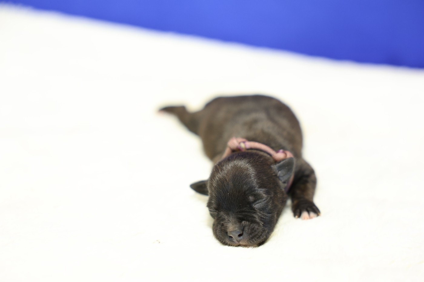 De Rockstar Dog - Chiots disponibles - Staffordshire Bull Terrier