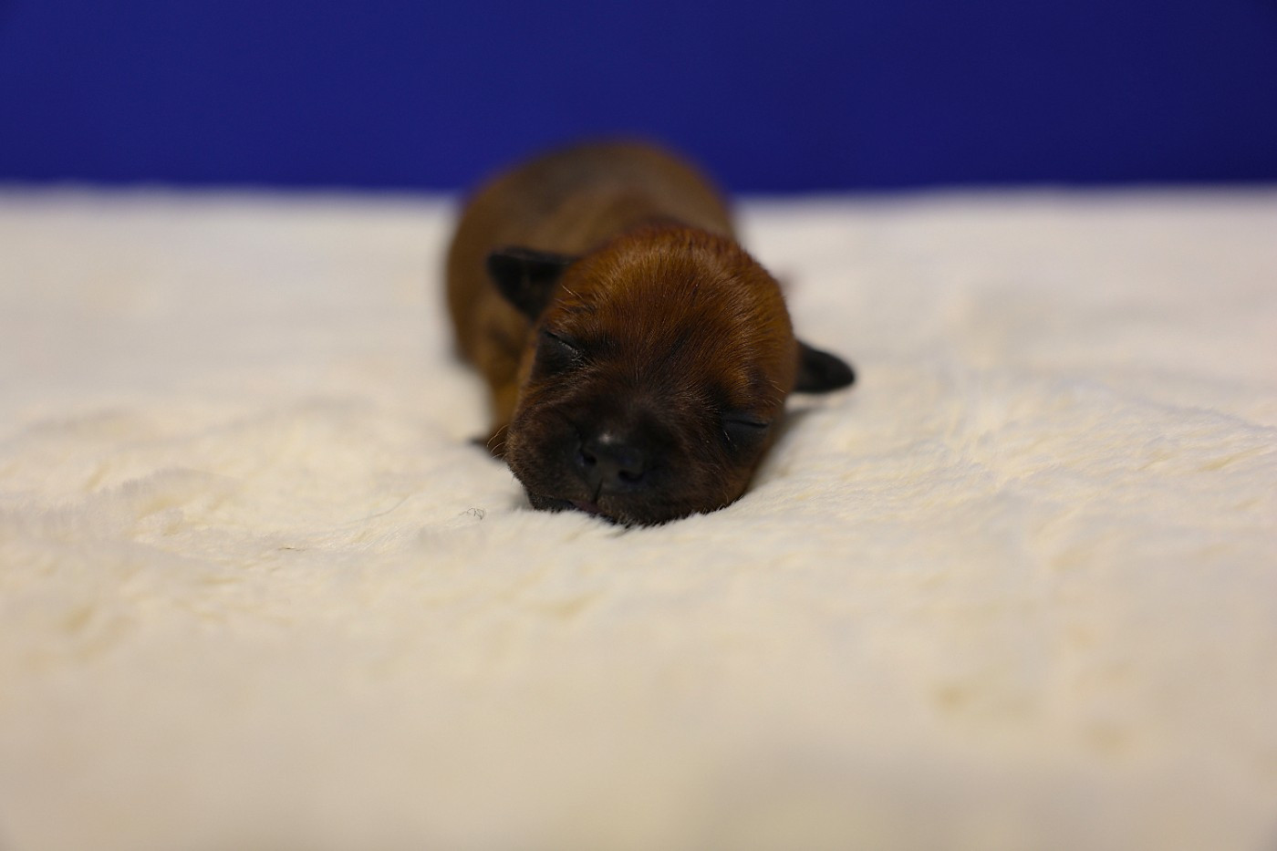 De Rockstar Dog - Chiots disponibles - Staffordshire Bull Terrier