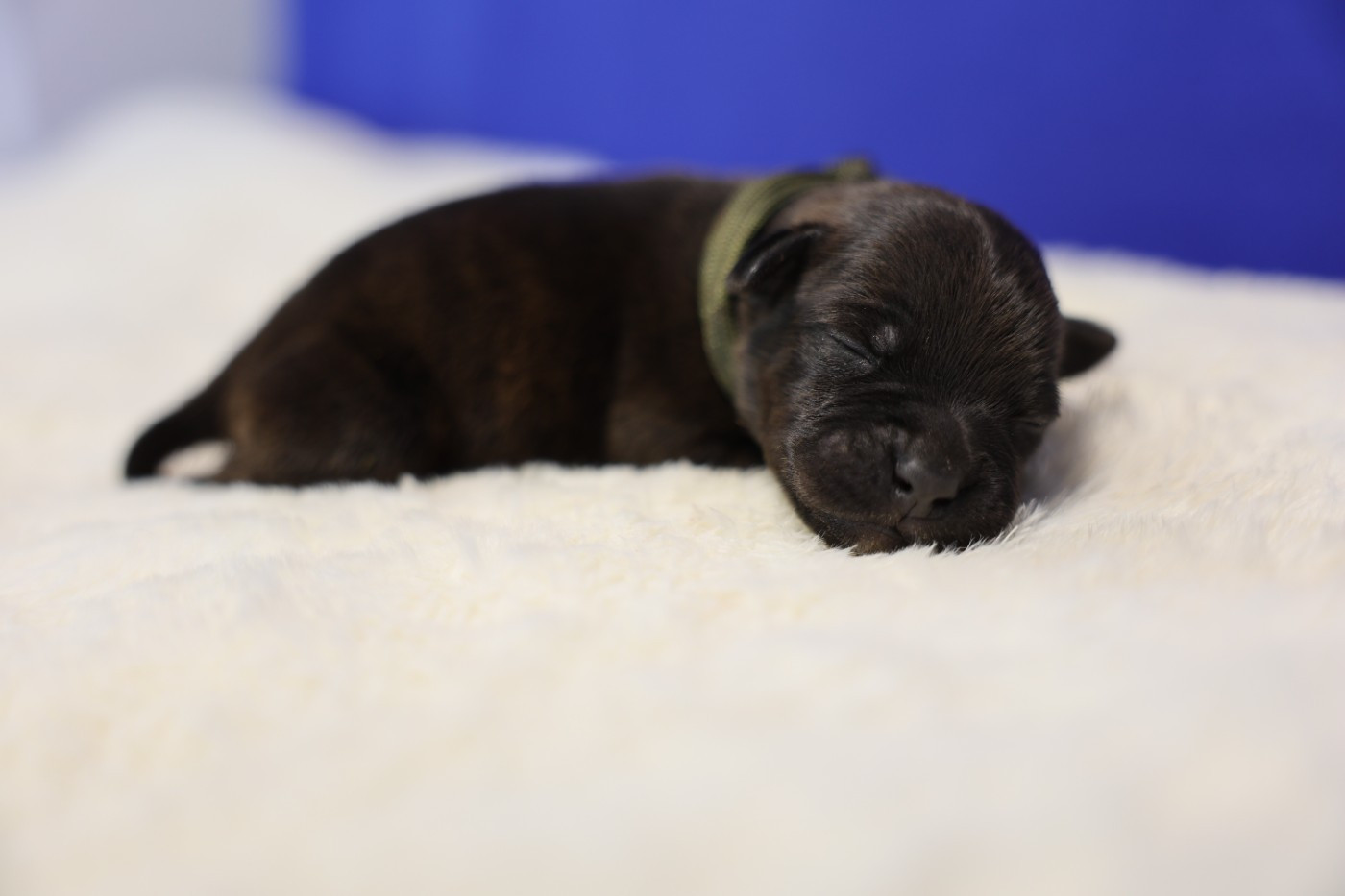 De Rockstar Dog - Chiots disponibles - Staffordshire Bull Terrier