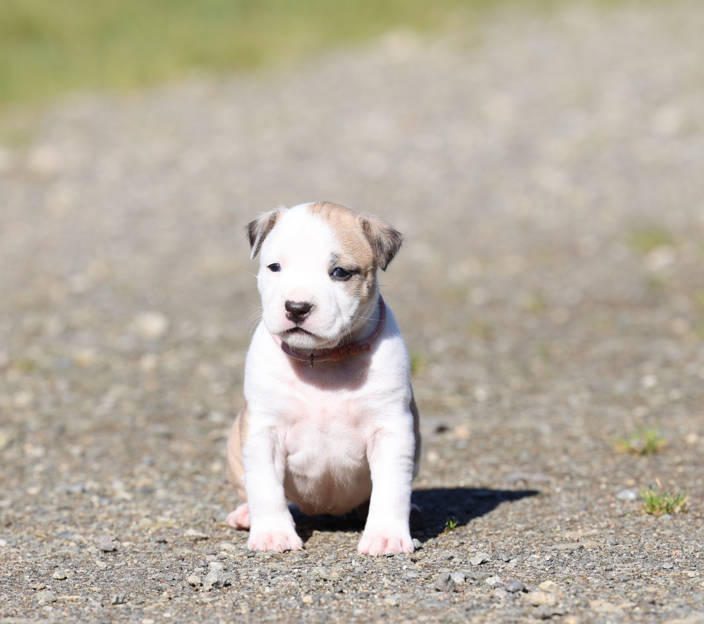 De Rockstar Dog - Chiots disponibles - American Staffordshire Terrier