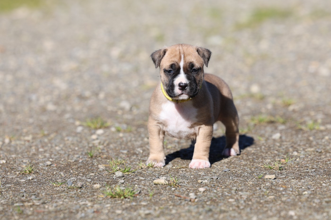 De Rockstar Dog - Chiots disponibles - American Staffordshire Terrier