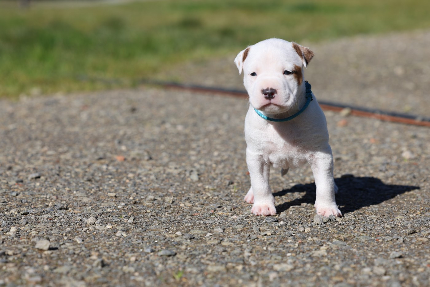 De Rockstar Dog - Chiots disponibles - American Staffordshire Terrier