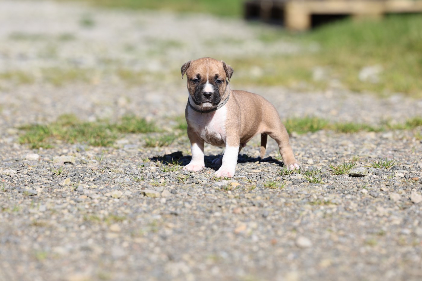 De Rockstar Dog - Chiots disponibles - American Staffordshire Terrier