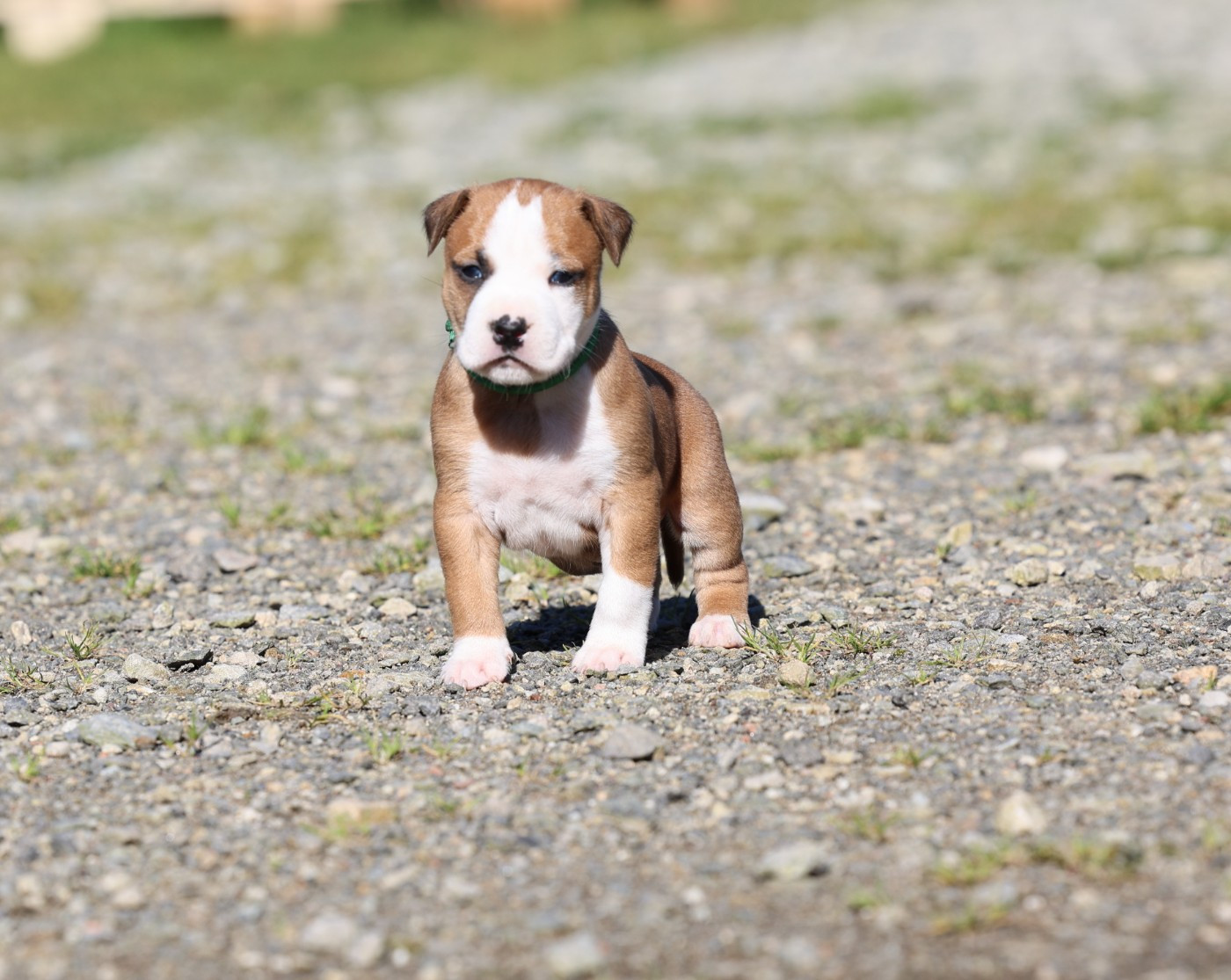 De Rockstar Dog - Chiots disponibles - American Staffordshire Terrier
