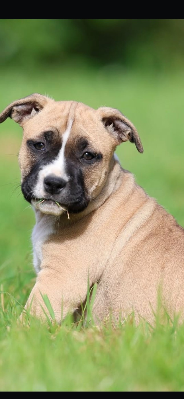 De Rockstar Dog - Chiots disponibles - American Staffordshire Terrier