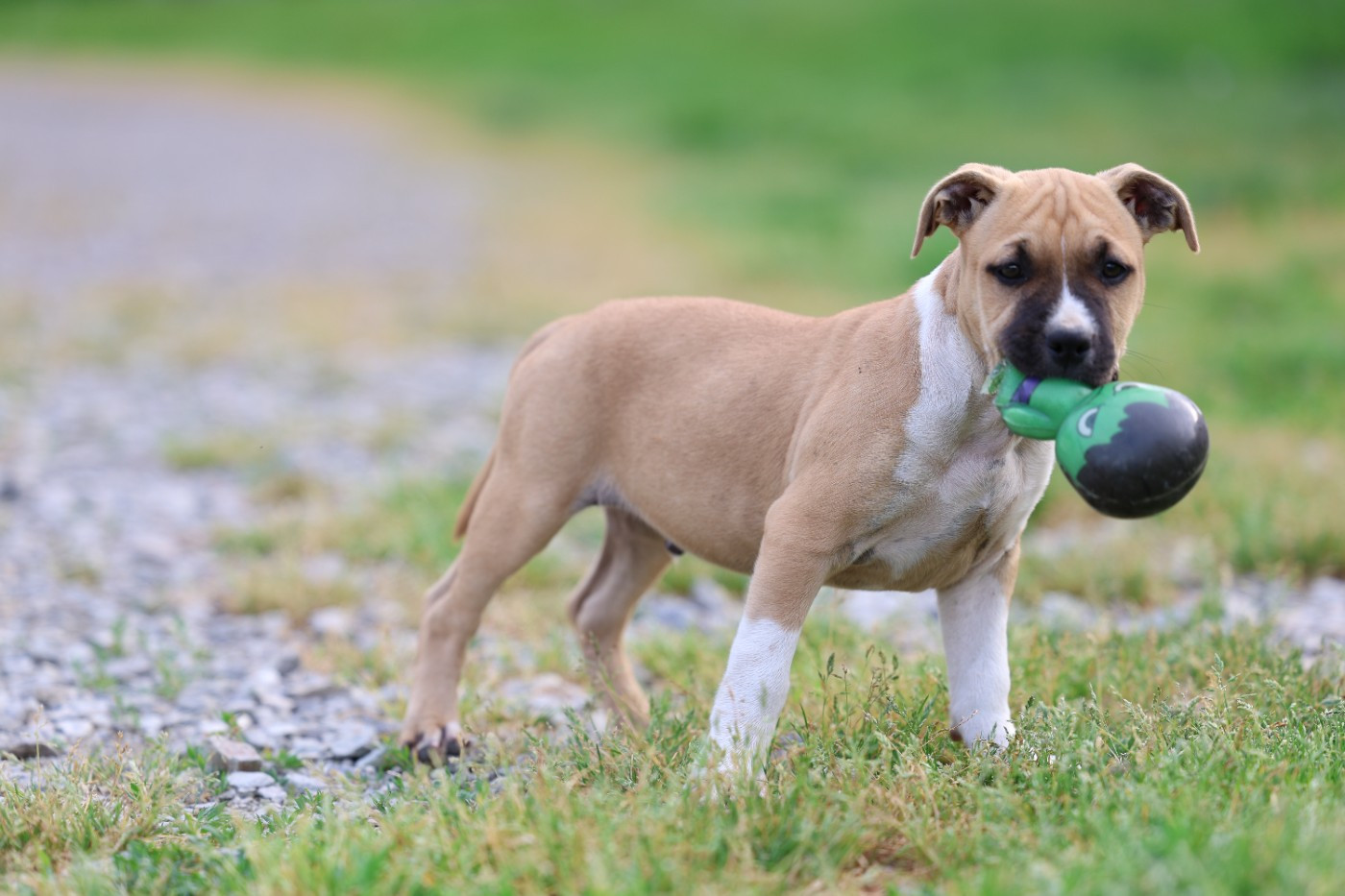 De Rockstar Dog - Chiots disponibles - American Staffordshire Terrier