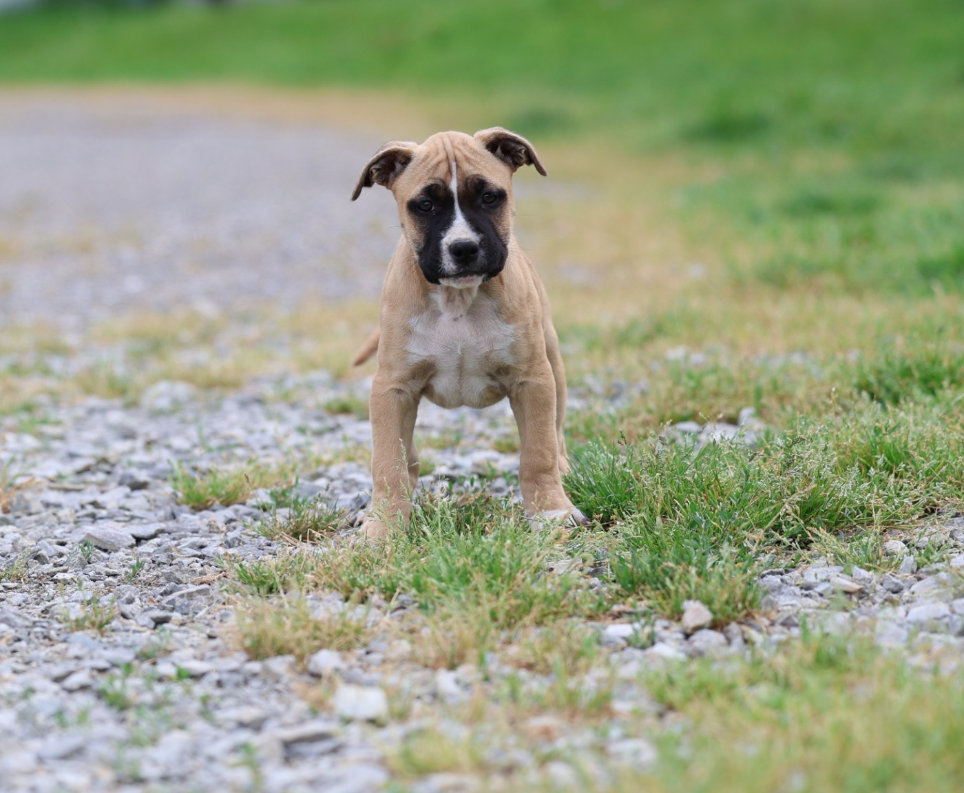 De Rockstar Dog - Chiots disponibles - American Staffordshire Terrier
