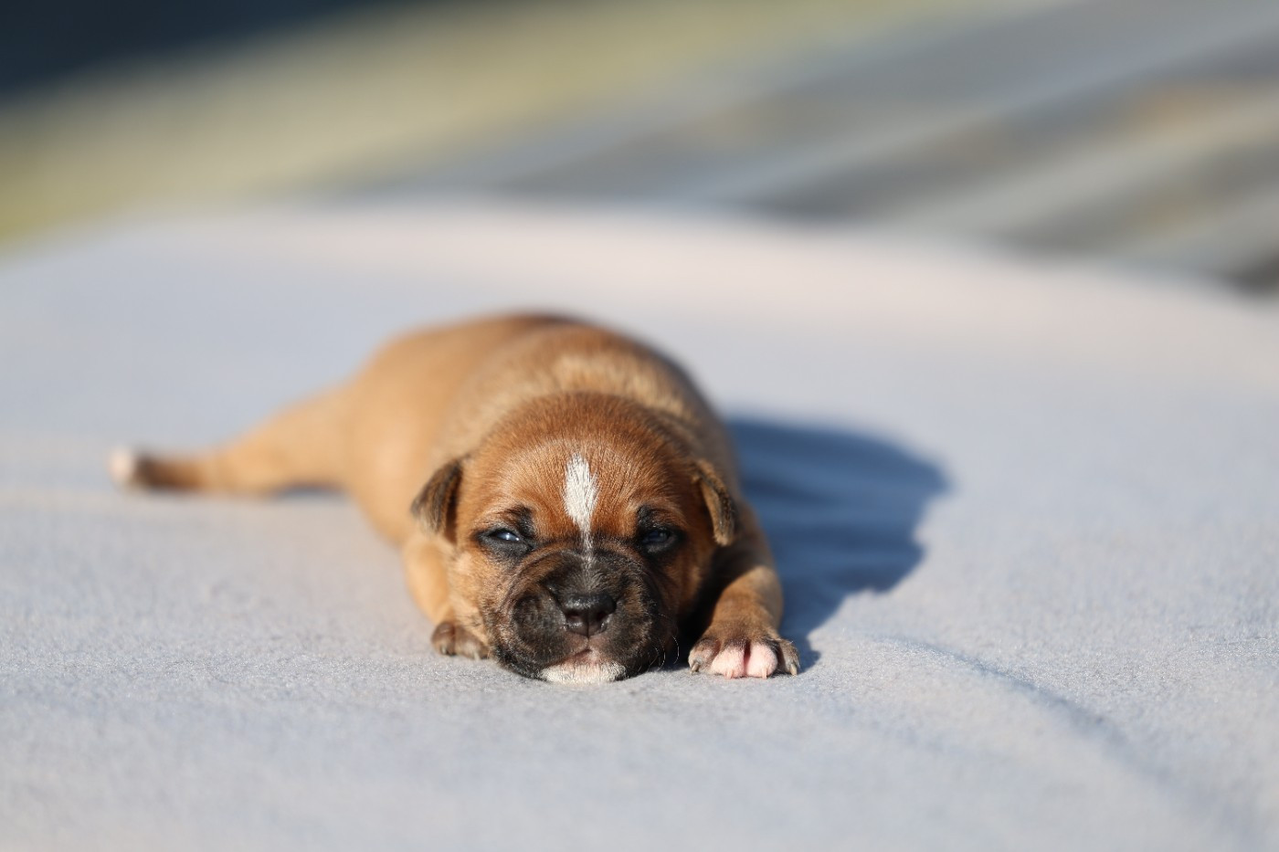 De Rockstar Dog - Chiots disponibles - Staffordshire Bull Terrier