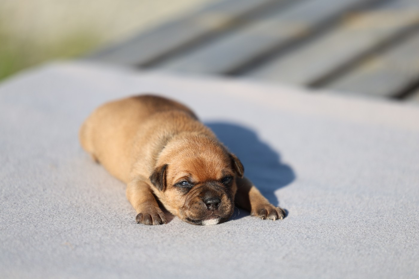 De Rockstar Dog - Chiots disponibles - Staffordshire Bull Terrier