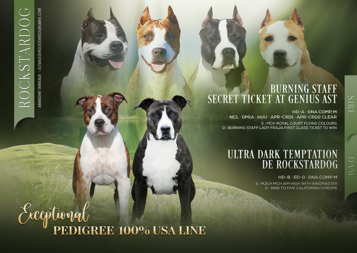 Chiot American Staffordshire Terrier De Rockstar Dog