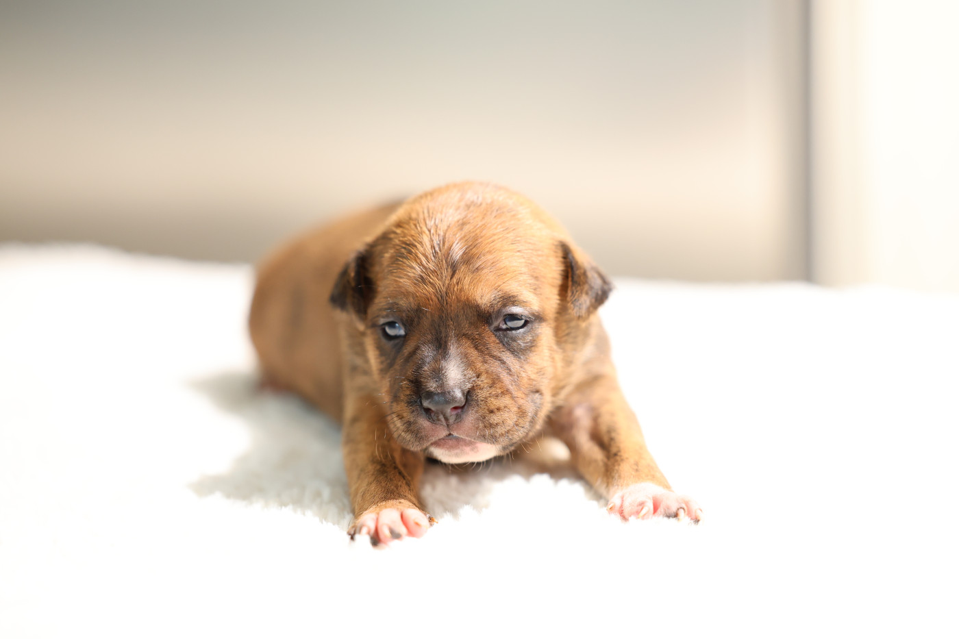 De Rockstar Dog - Chiots disponibles - American Staffordshire Terrier